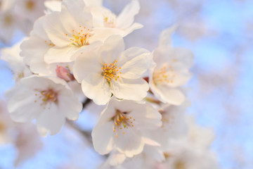 Obraz na płótnie Canvas Cherry blossom, spring has come