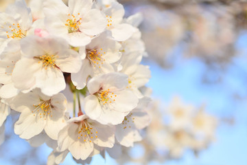 Cherry blossom, spring has come