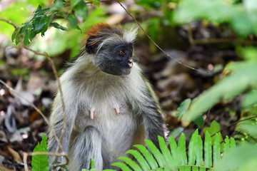 Zanzibar red colobus in Jozani forest. Tanzania, Africa
