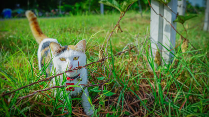 The white cat, brown and black to play jumping over the barbed wire at the lawn in the evening