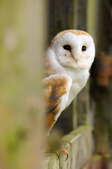 Barn Owl (Tyto Alba) sitting on the door of an old farm building.  Taken in the mid-Wales countryside UK.