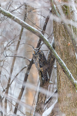 Long eared owl resting during midwinter.
