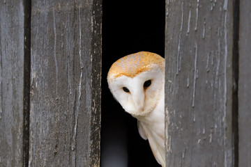 Barn Owl (Tyto Alba) peeking out of a farm building.  Taken in the mid-Wales countryside UK.