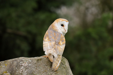 Barn Owl (Tyto Alba) sitting on a large rock.  Taken in the mid-Wales countryside UK.
