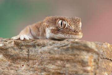 Tarentola chazaliae