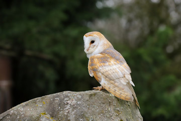 Barn Owl (Tyto Alba) sitting on a large rock.  Taken in the mid-Wales countryside UK.