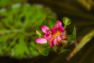 Colorful lotus flowers in the garden