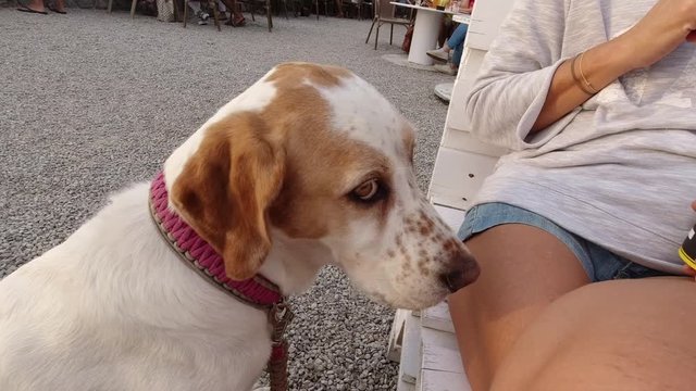 Mallorca Hund Funny hungry dog