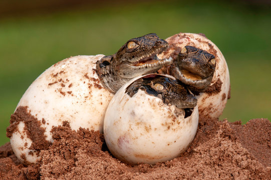 Nile Crocodile baby, hatchling, eggs, newborn, hatching