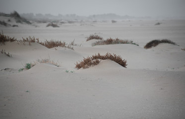 sand dunes in a windy day