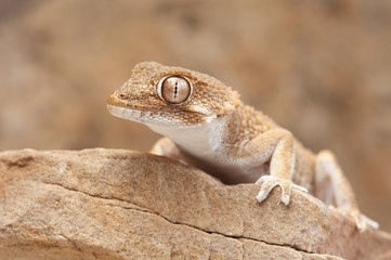 Tarentola chazaliae