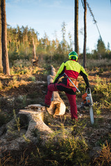 Logger man cutting a tree with chainsaw. Lumberjack working with chainsaw during a nice sunny day. Tree and nature. People at work.