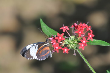 Papillon butinant sur une feuille, Costa Rica