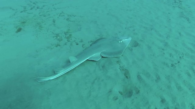 Guitarfish fish or (Glaucostegus halavi) swimming underwater in sea.