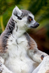 Lemur of ring-shaped tail ,Lemur catta