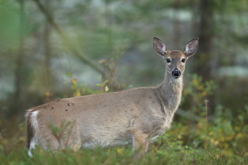 white tailed deer