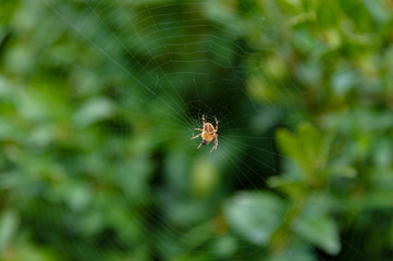 Spinne im Netz