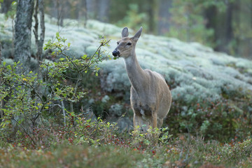 white tailed deer