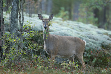white tailed deer