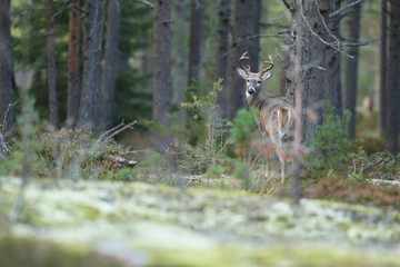 white tailed deer