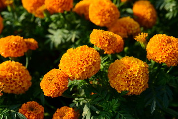 Close-Up Of Yellow Flowering Plants In Park