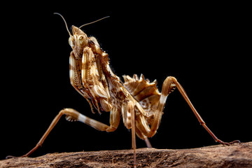 Thistle Praying Mantis, blepharopsis mendica, on a tree bark with black background