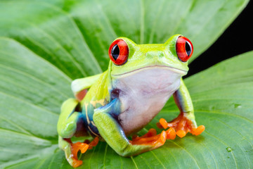 Red Eyed Tree Frog, Agalychnis Callidryas, op een blad met zwarte achtergrond
