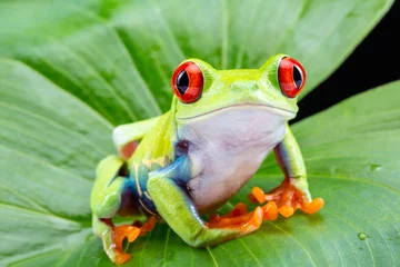 Foto op Aluminium Red Eyed Tree Frog, Agalychnis Callidryas, op een blad met zwarte achtergrond © monitor6