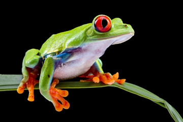 Red Eyed Tree Frog,  Agalychnis Callidryas, on a Leaf with Black Background