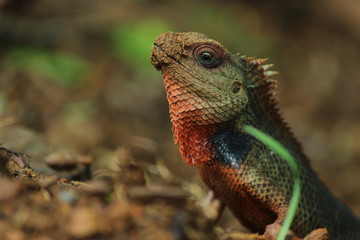 lizard, reptile, animal, iguana, green, nature, wildlife,