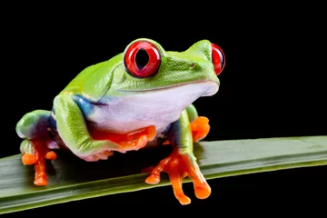 Foto op Canvas Red Eyed Tree Frog,  Agalychnis Callidryas, on a Leaf with Black Background © monitor6