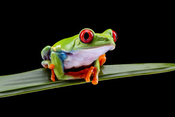 Red Eyed Tree Frog,  Agalychnis Callidryas, on a Leaf with Black Background