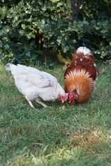 Chicken and red rooster eating fruit in the grass