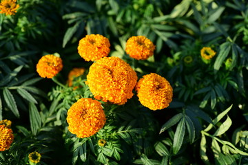 Close-up photos of yellow flowers in the park