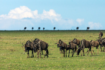 Wildebeest herd walking on the great plains of masai mara in kenya. Wildlife and moment concept.