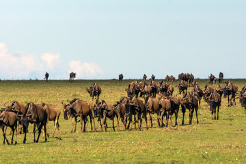 Fototapeta na wymiar Wildebeest herd walking on the great plains of masai mara in kenya. Wildlife and moment concept.