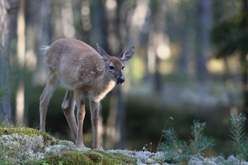 white tailed deer