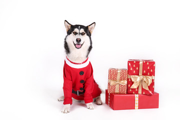 Christmas dog concept. Portrait of young funny husky , wearing Santa Clause costume as symbol of holiday spirit, white isolated background. Close up, copy space.