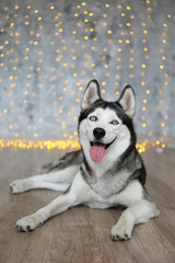Black and white siberian husky on Christmas eve concept. Two years old adorable doggy on the floor over the bokeh effect festive lights . Festive background, close up, copy space.