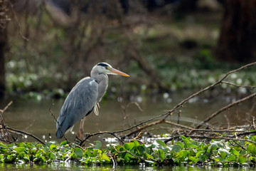 A stork standing in water looking for fish in the swamp of lake naivasha kenya, africa.