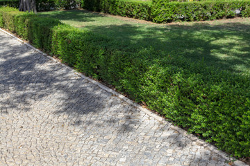 A square with a hedge and the Portuguese stone floor