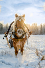 Fototapeta na wymiar Woman and horse with sleigh in winter