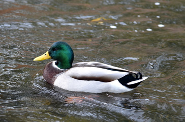 Mallard (Anas platyrhynchos) on the water, male wild duck swimming in the river. 