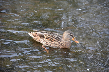 Mallard (Anas platyrhynchos) on the water, female wild duck swimming in the river. 