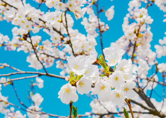 Blooming japanese sakura