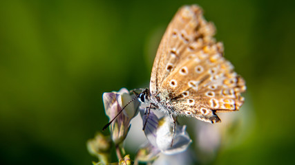 Un papillon