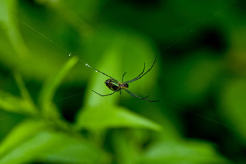 Natural architect Spider