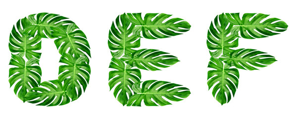 Green leaves pattern,font Alphabet d,e,f  of leaf monstera isolated on white background