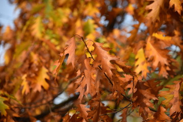 Orange, autumn oak leafs with unfocused background on the sunny day.