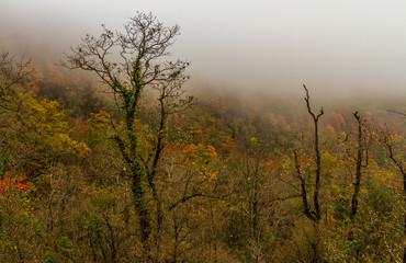 Áboles en la niebla de otoño